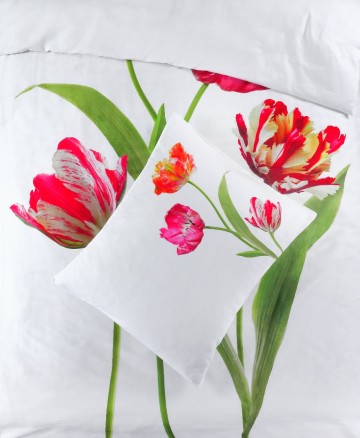 Tulips white   zoom view 1