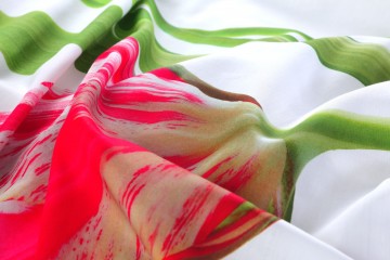 Tulips white   zoom view